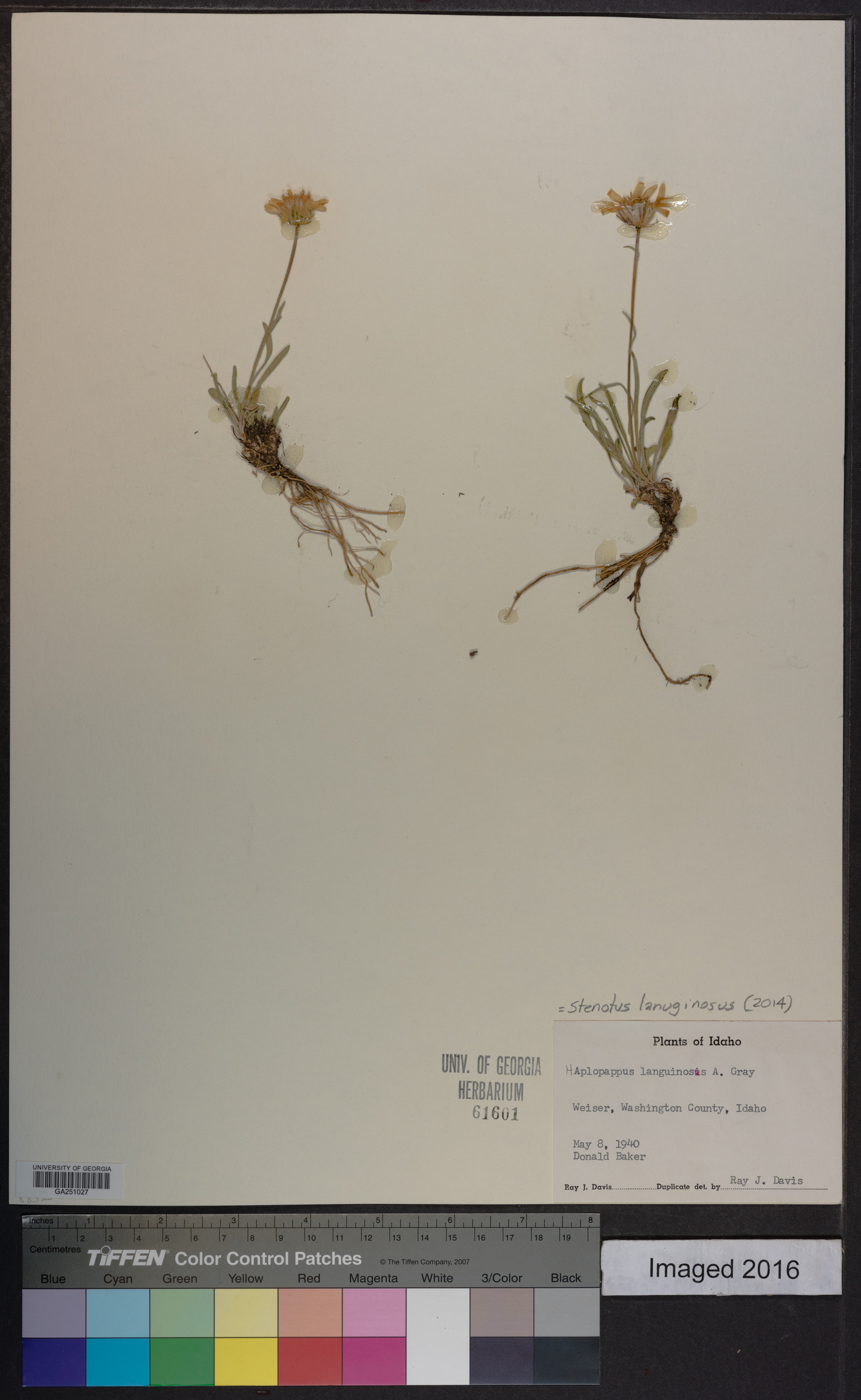 Stenotus lanuginosus image