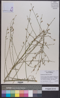 Stephanomeria elata image