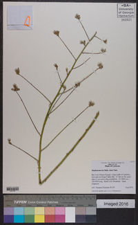 Stephanomeria elata image