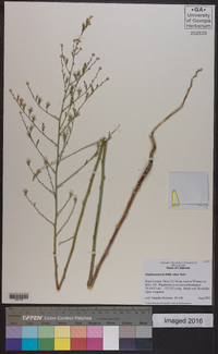 Stephanomeria elata image