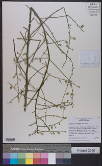 Stephanomeria elata image