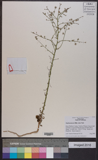 Stephanomeria elata image