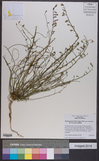 Stephanomeria exigua image