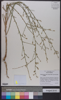 Stephanomeria exigua image