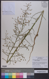 Stephanomeria exigua image