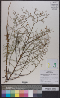 Stephanomeria exigua subsp. deanei image