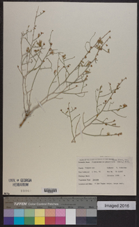 Stephanomeria pauciflora image