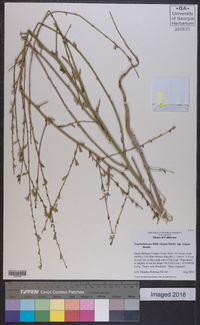 Stephanomeria virgata subsp. virgata image