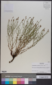 Stephanomeria tenuifolia image