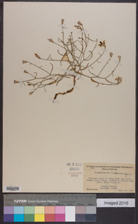 Stephanomeria lactucina image