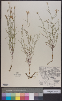 Stephanomeria lactucina image