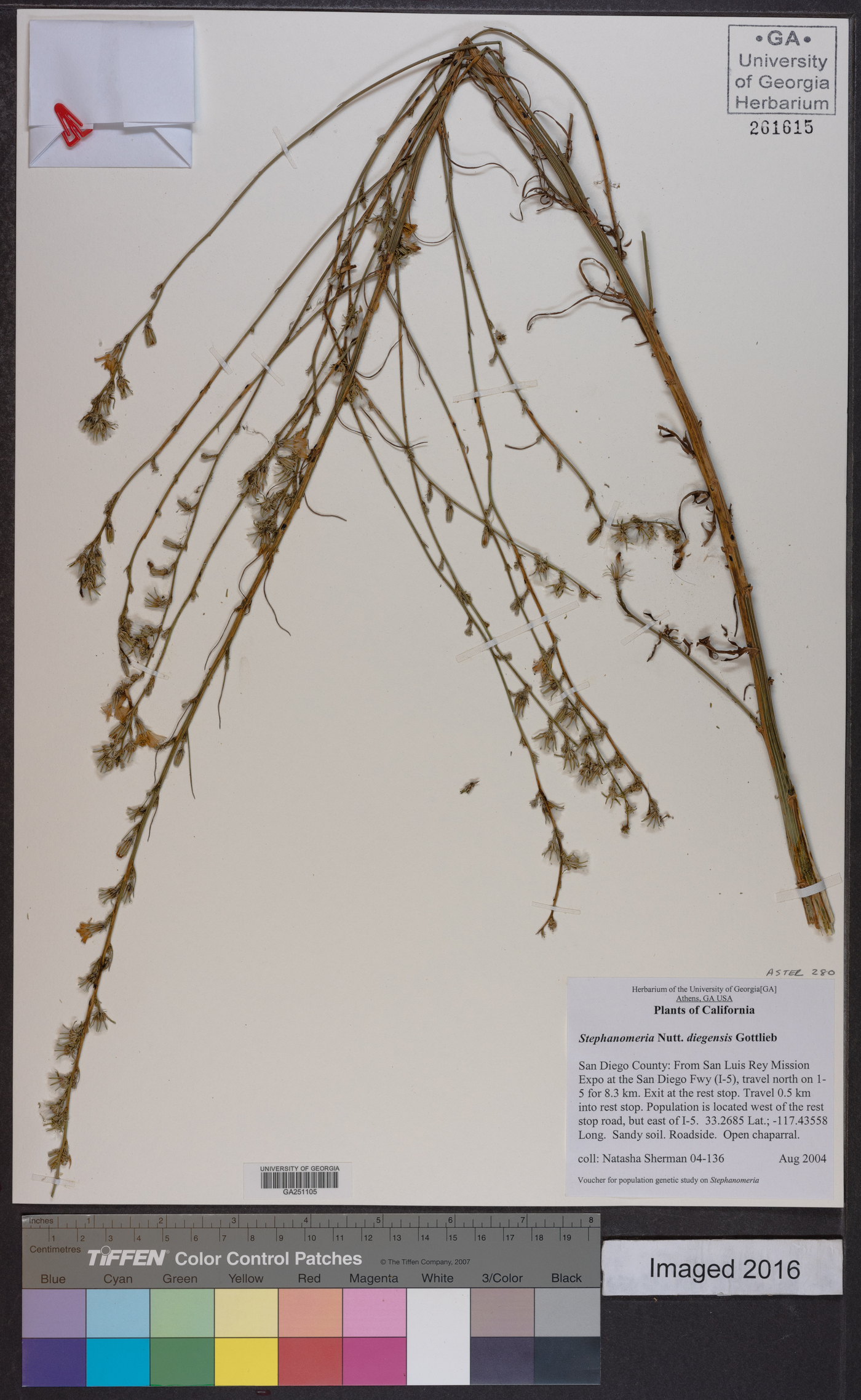 Stephanomeria diegensis image