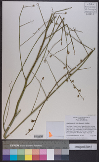 Stephanomeria diegensis image