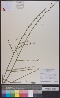 Stephanomeria diegensis image