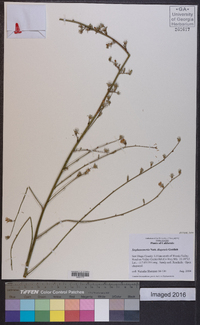 Stephanomeria diegensis image