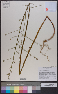 Stephanomeria elata image