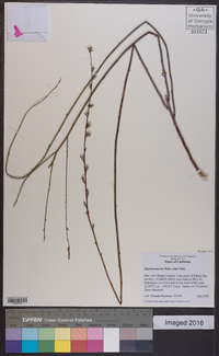 Stephanomeria elata image