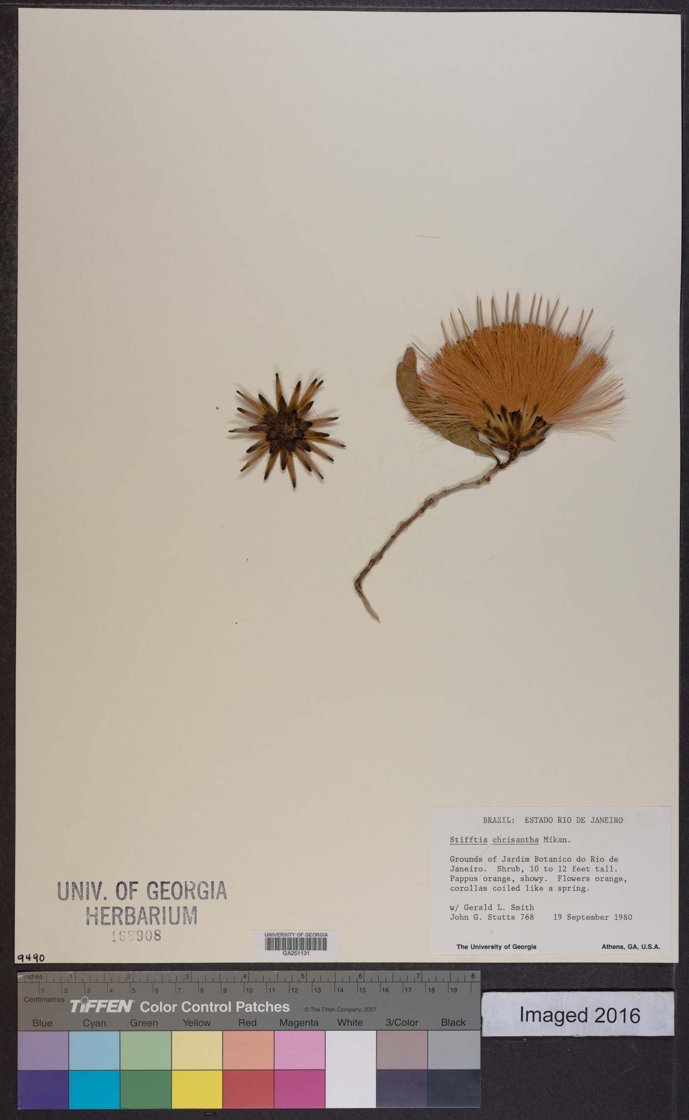 Stifftia chrysantha image