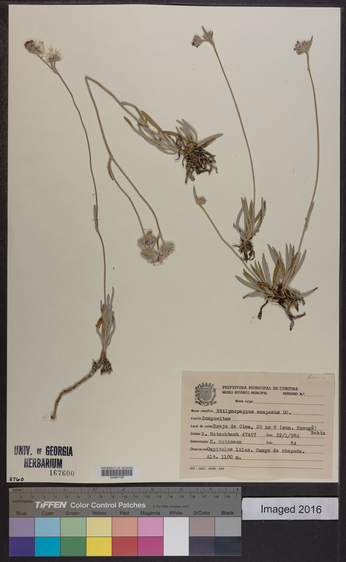 Stilpnopappus scaposus image