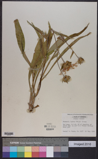 Stokesia laevis image