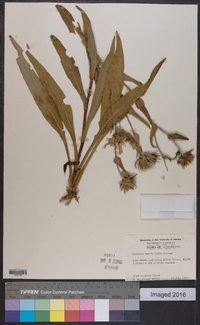 Stokesia laevis image