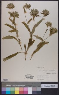 Stokesia laevis image