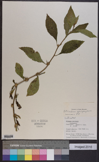 Struchium sparganophorum image