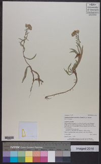 Symphyotrichum ascendens image