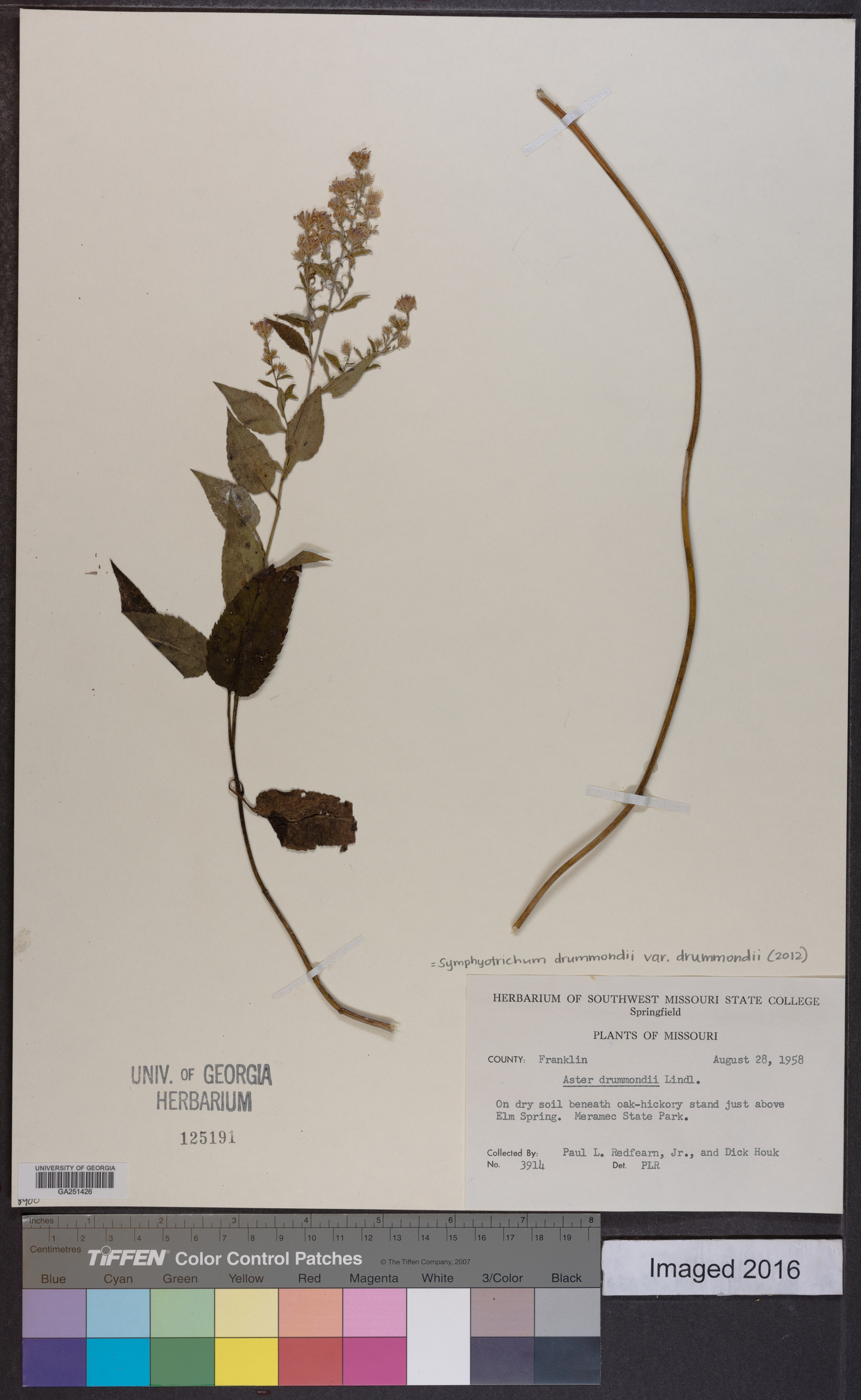 Symphyotrichum drummondii var. drummondii image