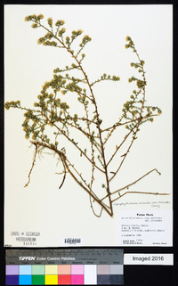 Symphyotrichum ericoides image