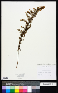 Symphyotrichum ericoides var. ericoides image