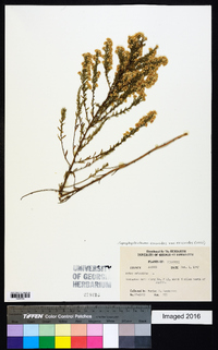 Symphyotrichum ericoides image