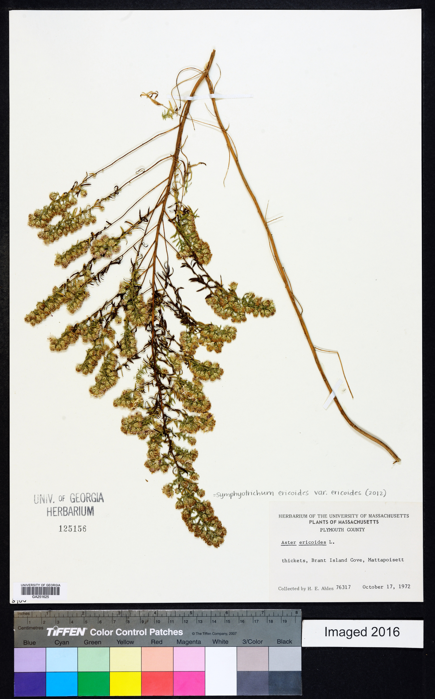 Symphyotrichum ericoides var. ericoides image