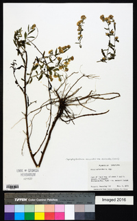 Symphyotrichum ericoides var. ericoides image