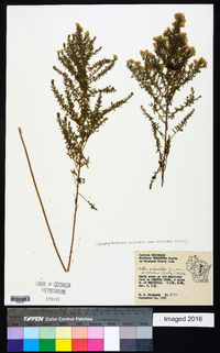 Symphyotrichum ericoides image