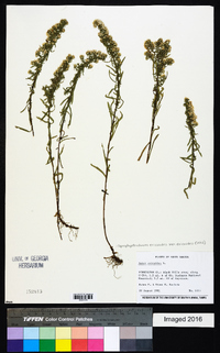 Symphyotrichum ericoides image