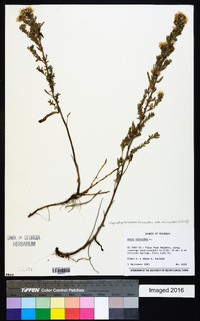 Symphyotrichum ericoides var. ericoides image