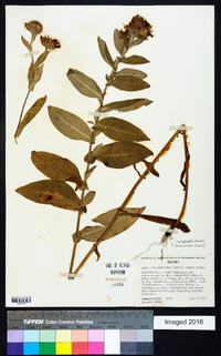 Symphyotrichum foliaceum image