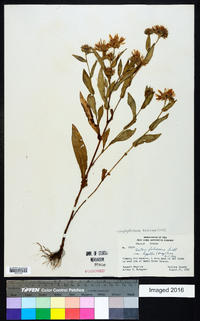 Symphyotrichum foliaceum image