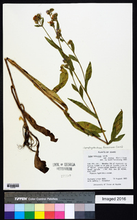 Symphyotrichum foliaceum image