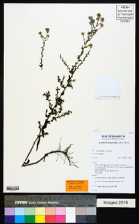 Symphyotrichum fontinale image