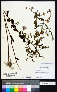 Symphyotrichum georgianum image