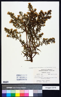 Symphyotrichum lanceolatum var. lanceolatum image