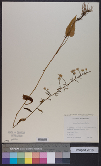 Symphyotrichum lowrieanum image