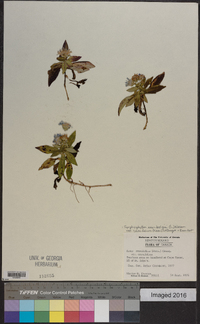 Symphyotrichum novi-belgii var. crenifolium image