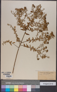 Symphyotrichum oblongifolium image