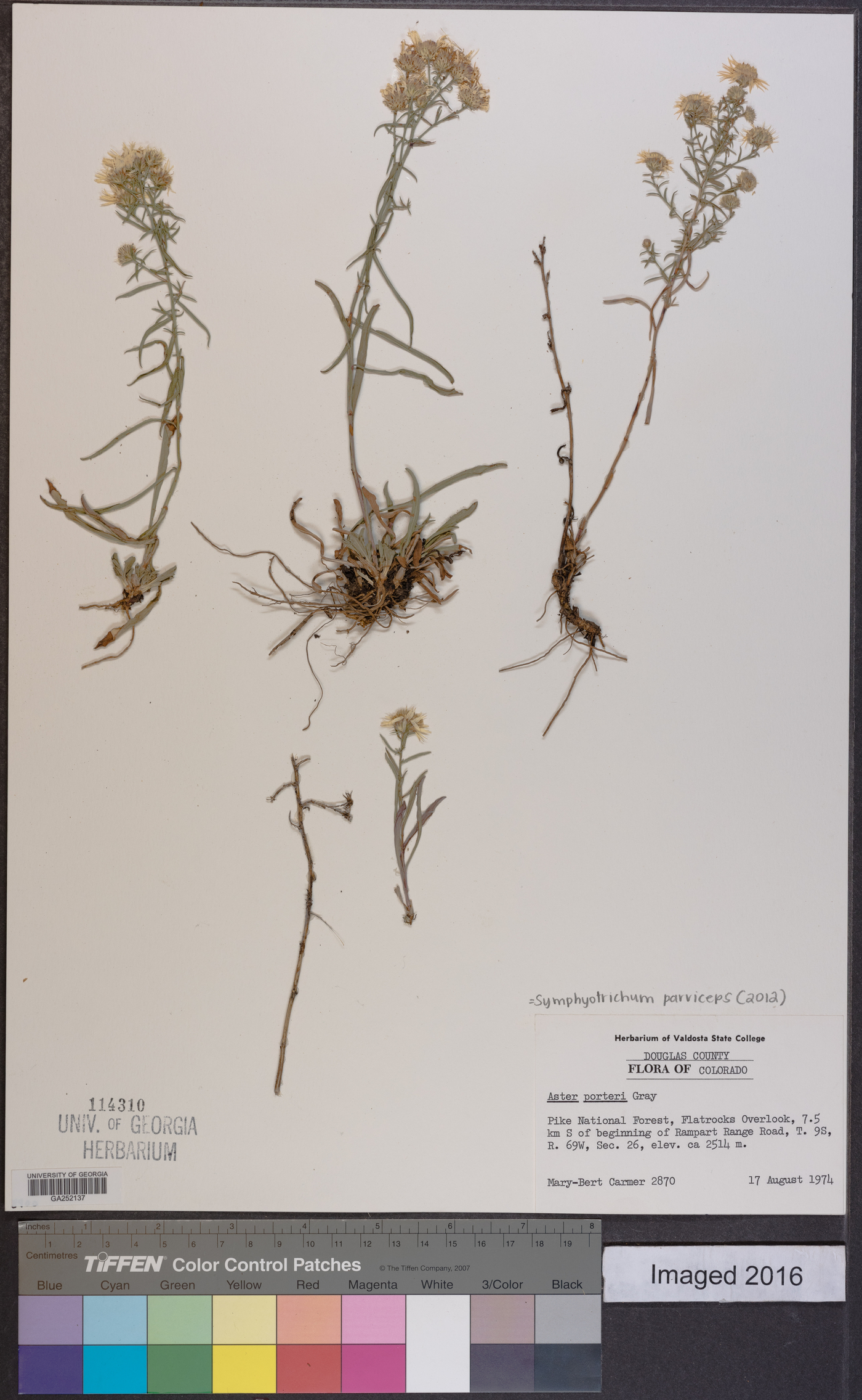 Symphyotrichum parviceps image