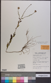 Symphyotrichum patens image