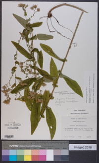 Symphyotrichum phlogifolium image