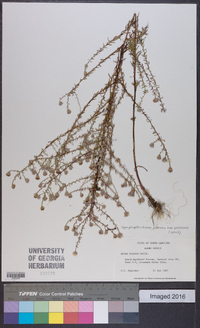 Symphyotrichum pilosum var. pilosum image